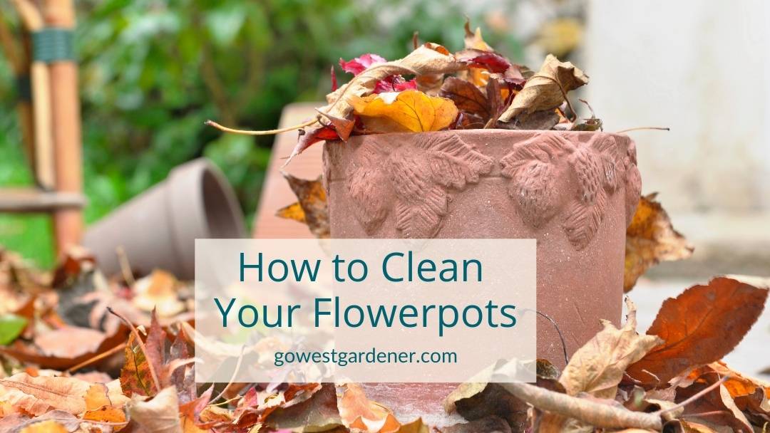 Flower pot clean-up tips: What to do with flower pots when flowers are dead - how to clean your flower pots