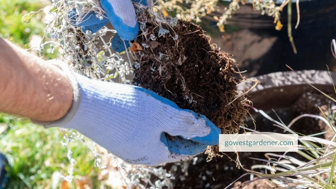 Pulling a dead flower plant out of a flower pot when the flower has died