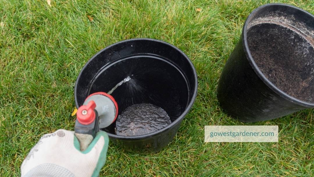 Rinse your flower pots with water
