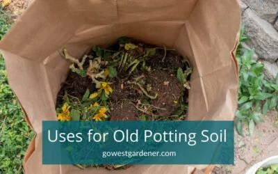 What to Do With Old Potting Soil (the Dirt From Your Pots)