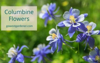 Columbine Flowers: An Early Summer Flower to Attract Hummingbirds