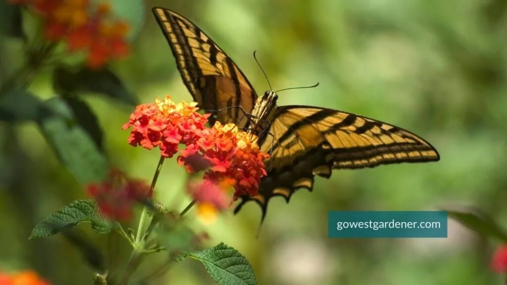 The flower Lantana attracts butterflies to your garden, like this Swallowtail butterfly.