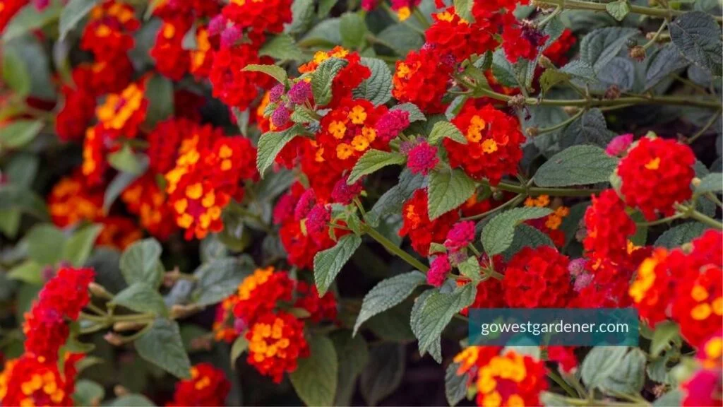 Lantana flowers in fiery red and dark orange.