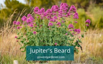Jupiter’s Beard: A Long-Blooming Perennial That Attracts Butterflies