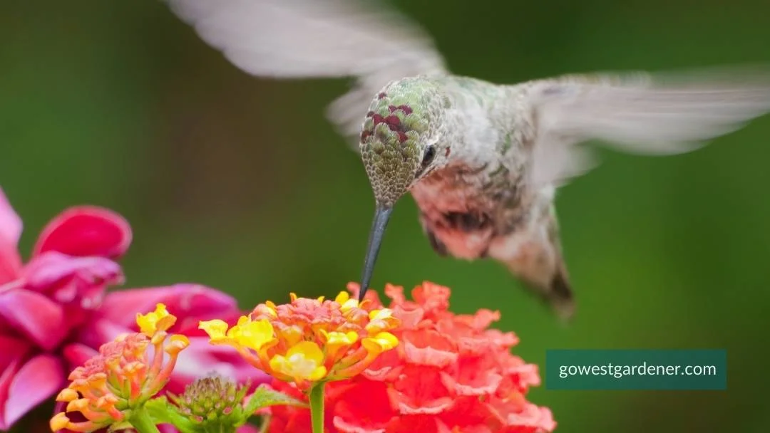 What annuals attract hummingbirds? The flower: Lantana