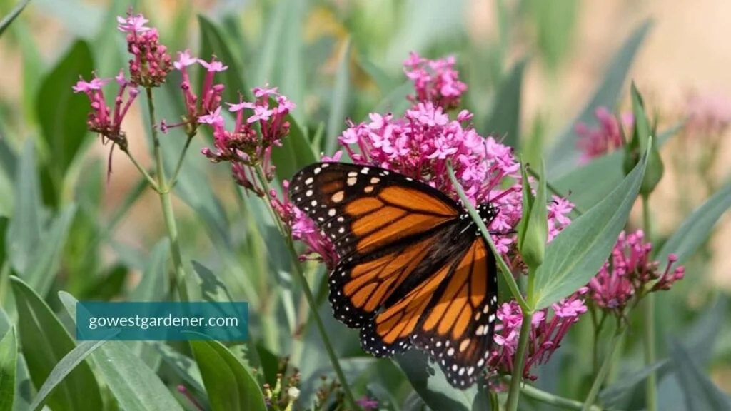 Jupiter's Beard (aka, Red Valerian) is a perennial flower that attracts monarch butterflies
