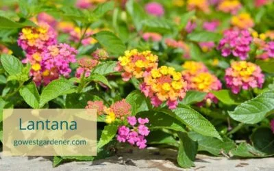 Lantana: A Heat-Tolerant Flower for Pots and Summer Gardens