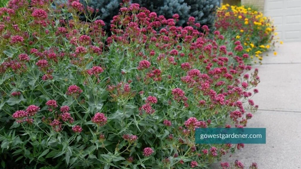 Centranthus ruber 'Red Valerian' (aka, Jupiters Beard) in a Colorado perennial garden