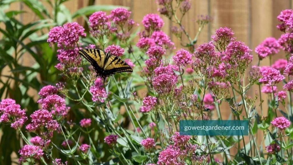 If you want a flower that attracts butterflies, plant Red Valerian (aka, Jupiter's Beard). Here it is with a Swallowtail butterfly.