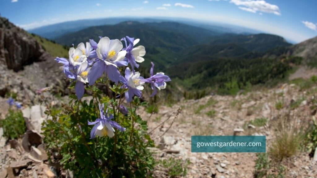 Rocky Mountain Columbines bloom on a mountain in Colorado or Utah