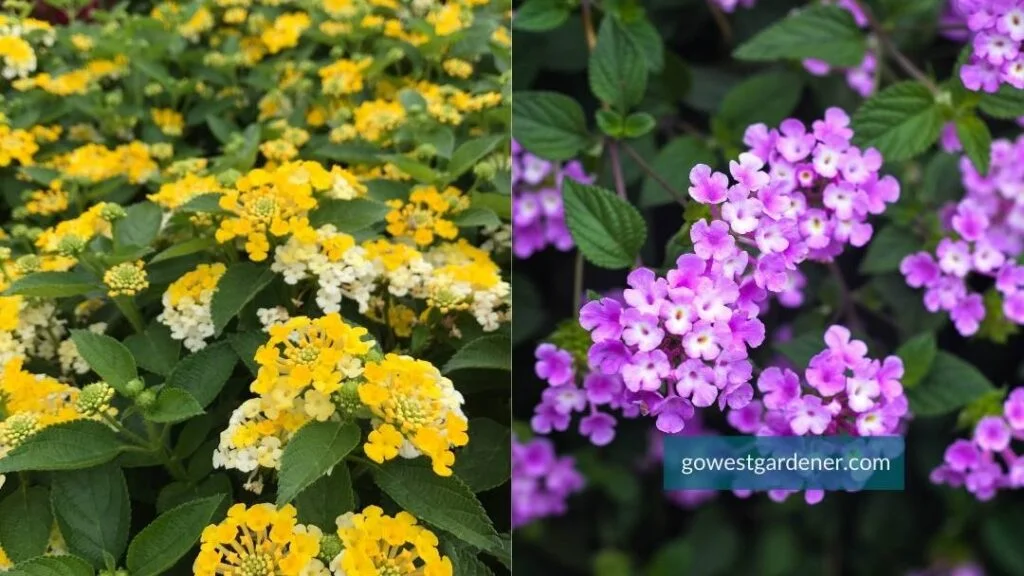The annual flower Lantana comes in many colors, including yellow and light purple.
