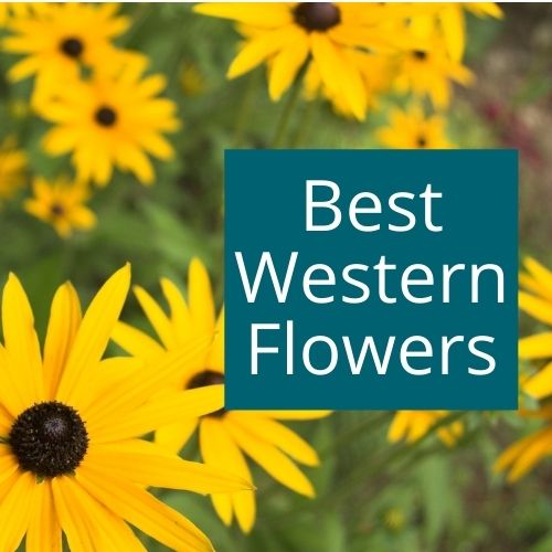 The best flowers for Colorado, Utah and the West