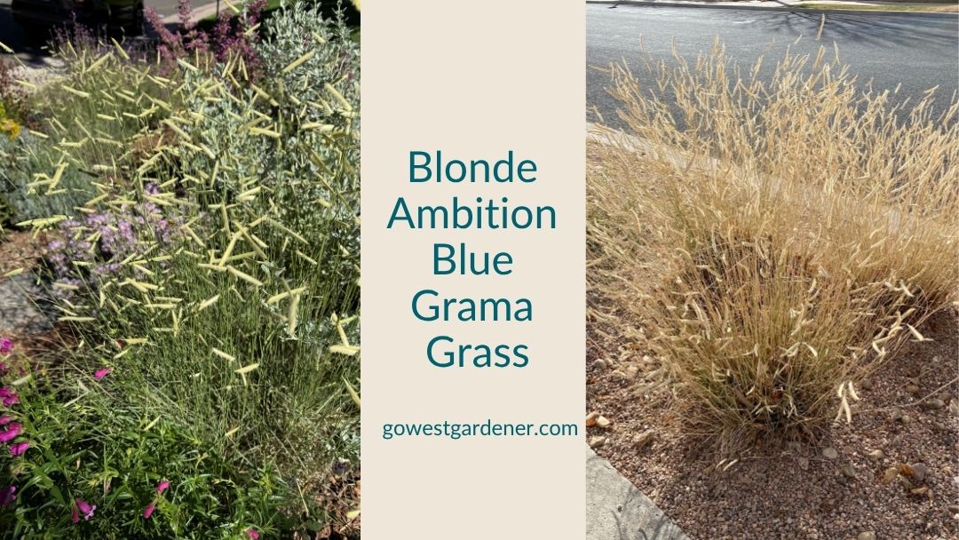 Blonde Ambition blue grama grass