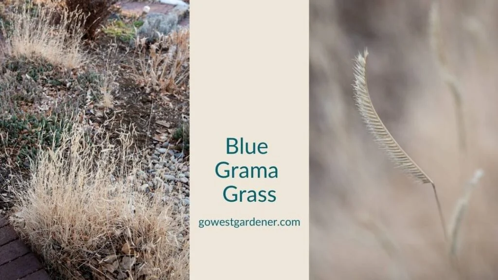 Blue grama grass is a pretty winter grass in Colorado gardens
