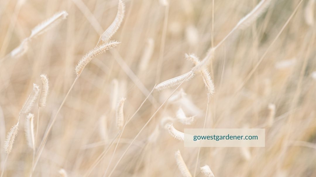 Close up of blue grama grass in winter
