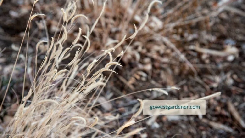 Blue grama grass is a drought tolerant grass with seedheads that look like eyelashes