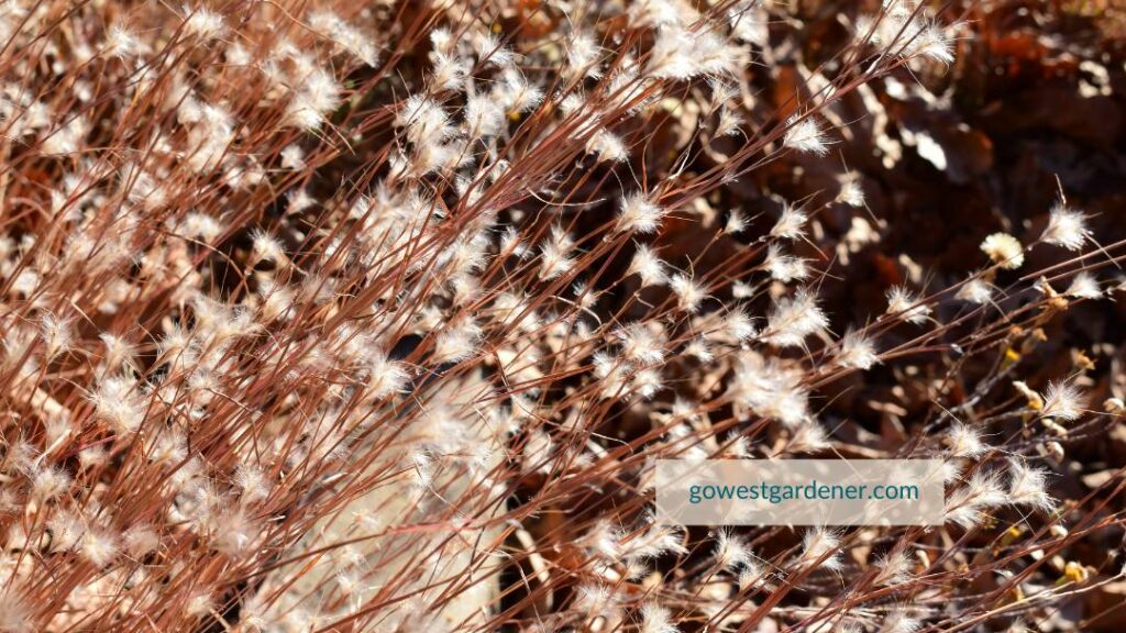 Little bluestem is a native grass for Colorado that adds winter beauty.