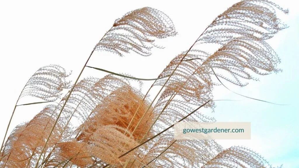 Close-up of maiden grass plumes in winter