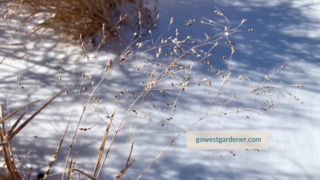 Closeup of switch grass seeds with snow in the background