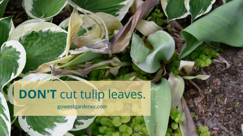 Don't cut off tulip leaves.