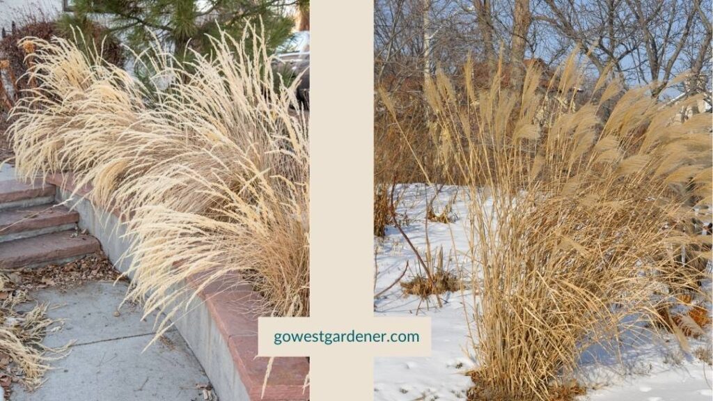 Add winter interest and beauty to your garden with feather reed grass and maiden grass