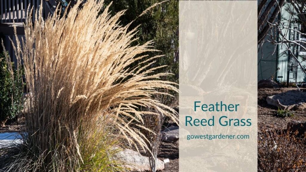 Feather reed grass is a popular ornamental grass that looks good in the winter