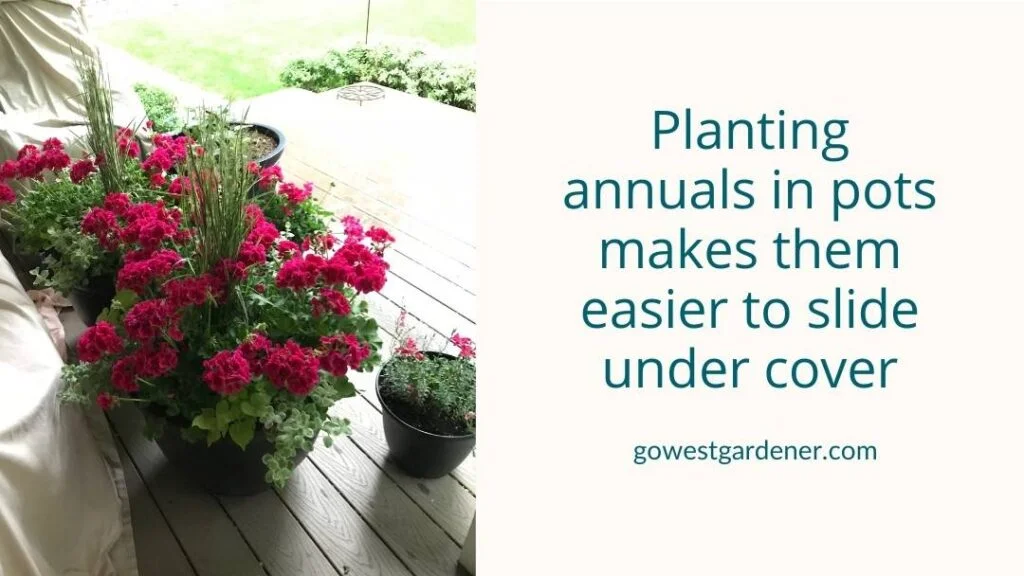 Planting annuals in flowerpots make them easier to pull under cover when hail is coming.
