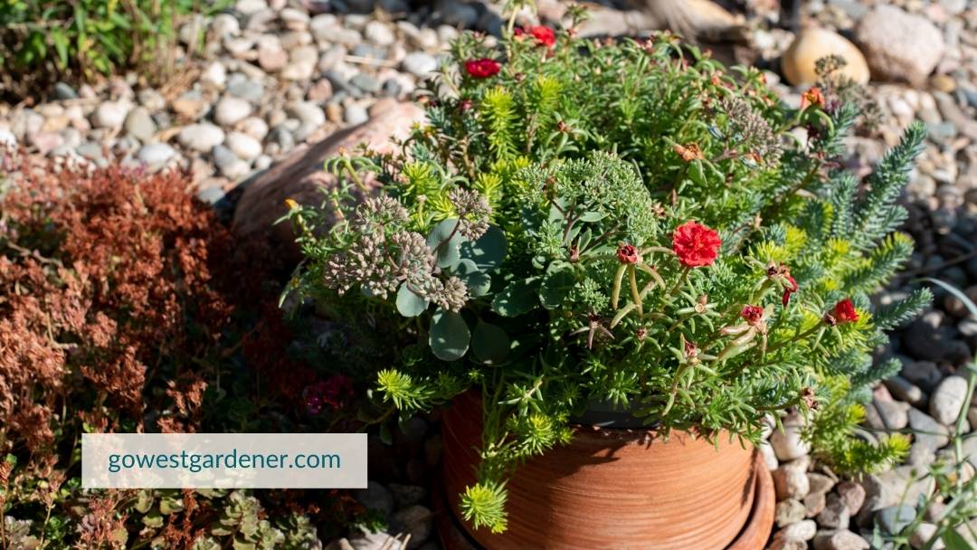 Growing flowers in pots is a way to reconnect with nature.