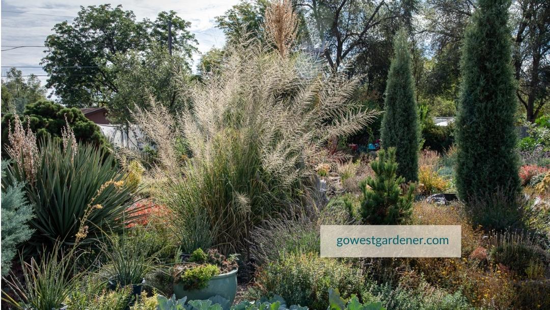 giant sacaton grass