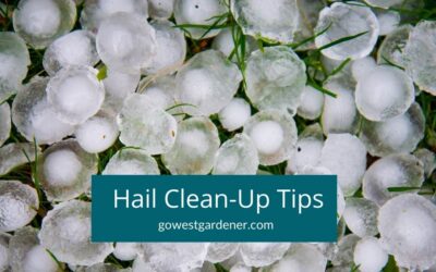 “Hail Destroyed My Garden. What Do I Do Now?”