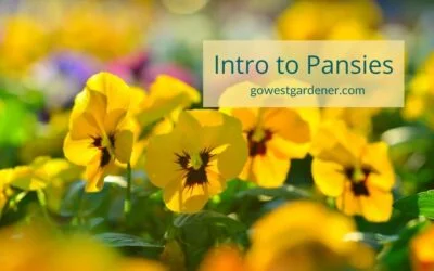 Pansies: A Colorful Flower for Your Spring Flowerpots in Colorado