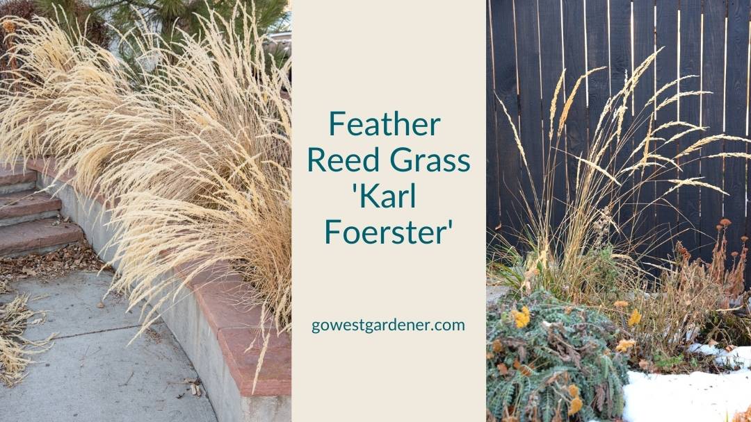 Karl Foerster feather reed grass looks pretty against dark backgrounds in the winter