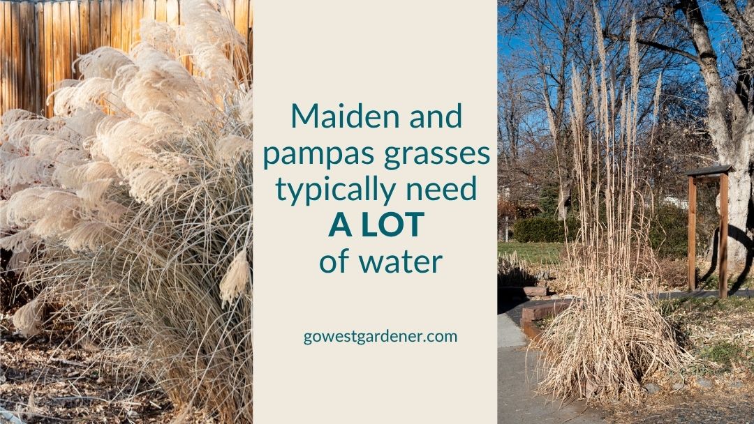 maiden and pampas grass