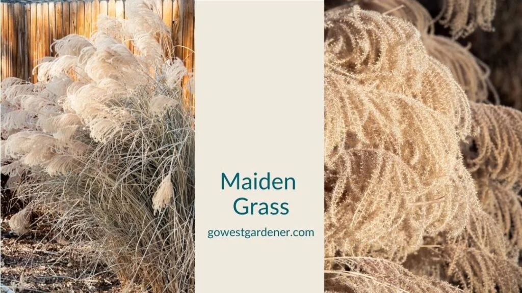 Maiden grass is a showy ornamental grass in winter
