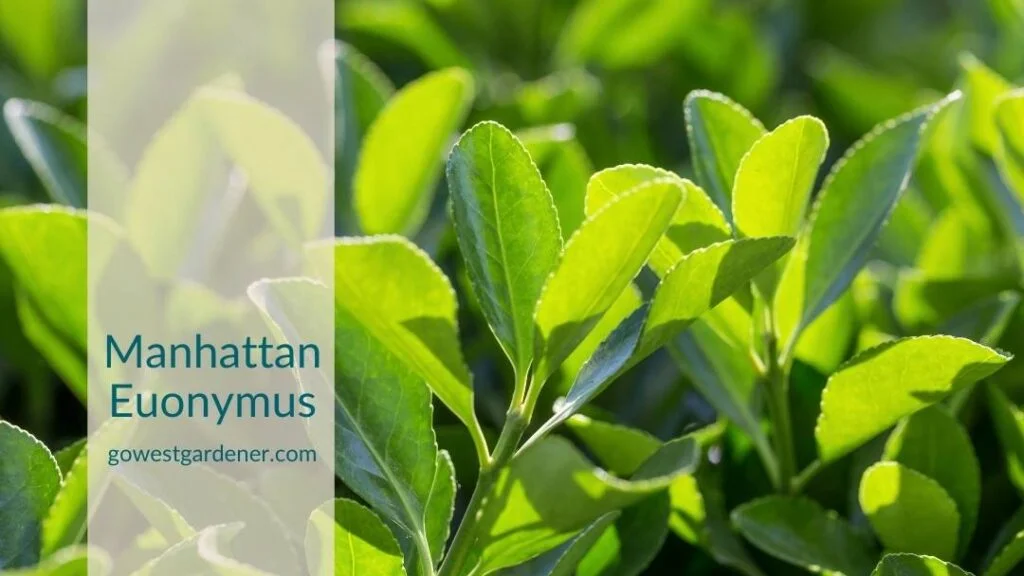 Manhattan euonymus can get winter burn, making them plants to avoid in Colorado.