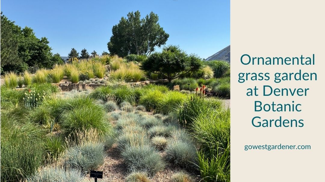 Ornamental grass garden at Denver Botanic Gardens