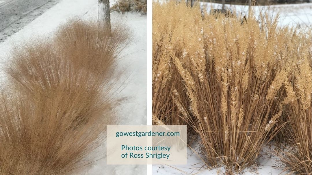 Ornamental grasses that look good even in snow