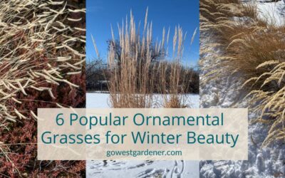 6 Popular Ornamental Grasses for a Prettier Winter Garden