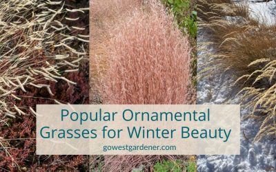 5 Popular Ornamental Grasses for a Prettier Winter Garden