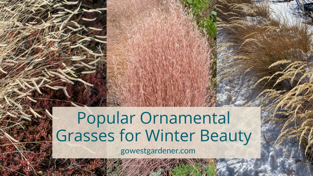 Popular ornamental grasses for winter beauty