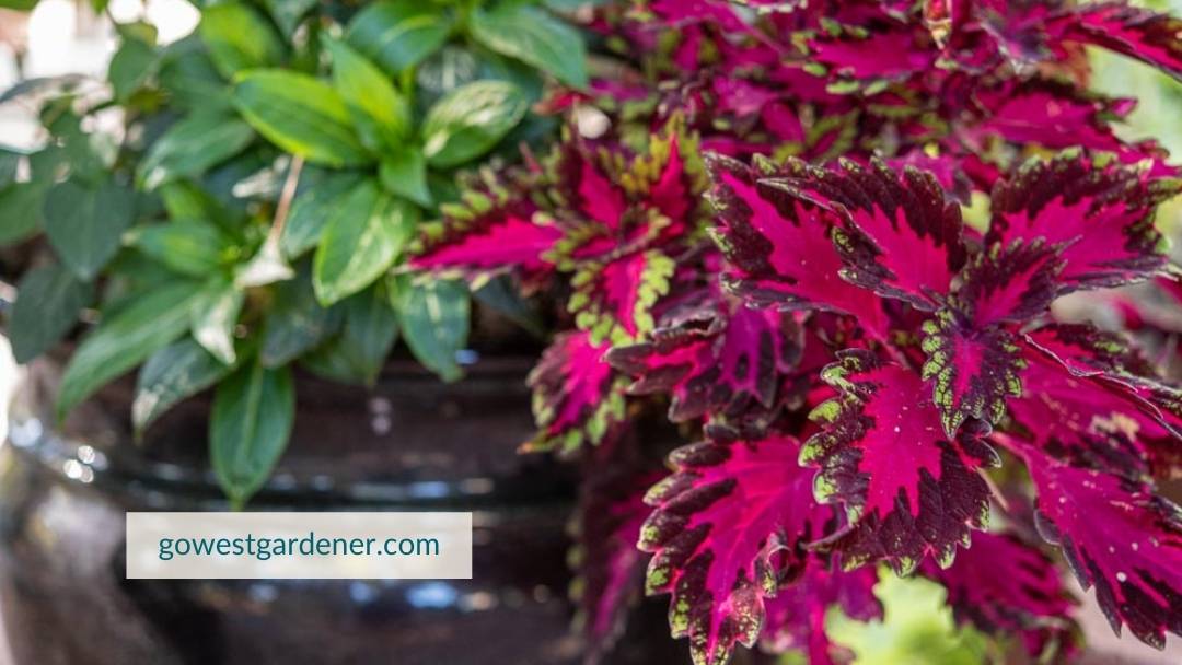 Why plant flower pots? You can get big color in one summer.