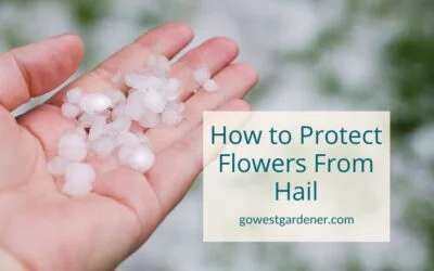 How to Protect Flowers From Hail Damage