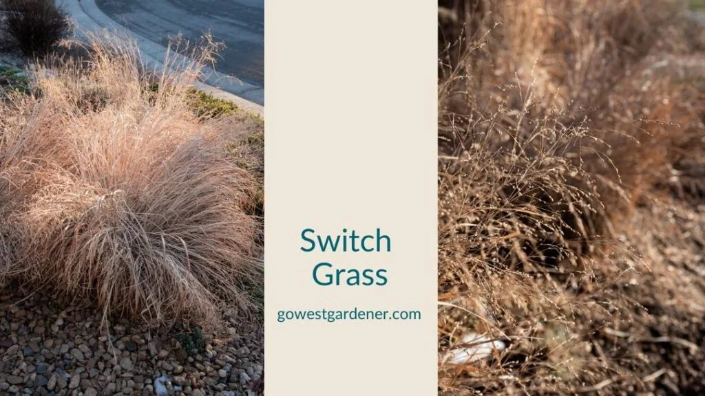 Switch grass in the winter, creating interest in a western garden