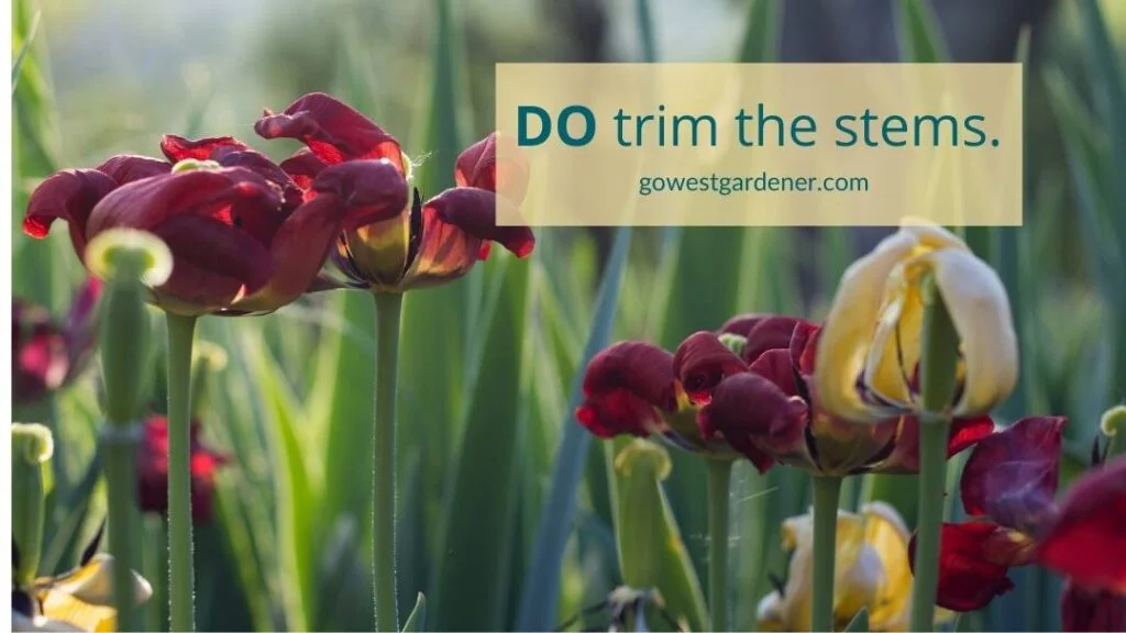 DO trim the flower stems on tulips after they're done blooming