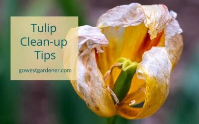 “What Do I Do With Tulips After They’ve Flowered?”