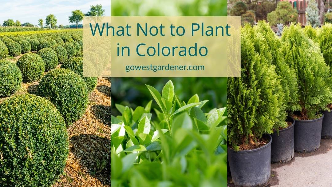 Plantación de árboles de Colorado para el jardín.