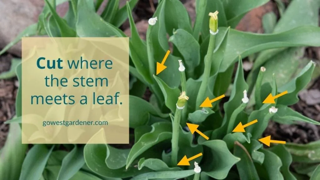 Where to trim stems on spent tulip flowers