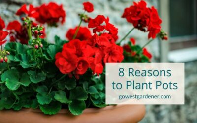 “Why Should I Plant Flower Pots This Summer?”