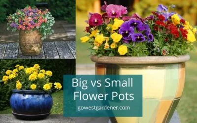 “Should I Buy Big or Small Flower Pots?”