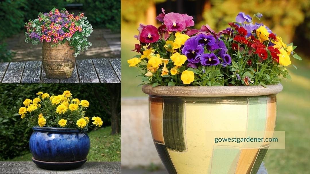 Examples of pretty flower pots